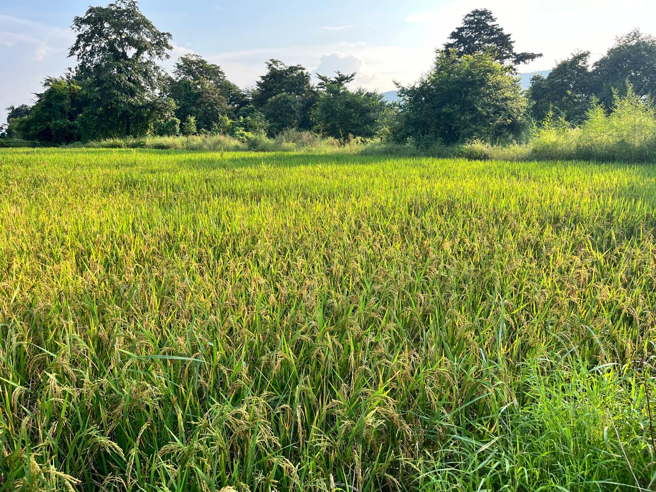 Organic Grains